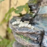 کلیپس گل ریز-رشت مانتو پاتریس