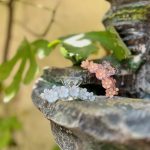 کلیپس گل ریز-رشت مانتو پاتریس