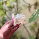 کلیپس گل آفتابگردون-رشت مانتو پاتریس