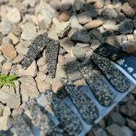 گیره مو نگینی -رشت مانتو پاتریس