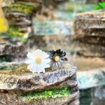 کلیپس بابونه شیشه ای-رشت مانتو پاتریس