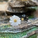 کلیپس بابونه شیشه ای-رشت مانتو پاتریس